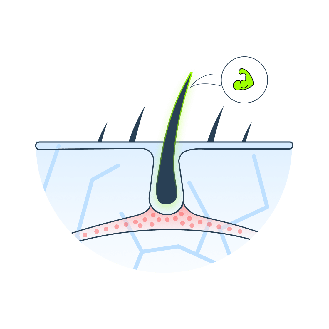 Minoxidil
